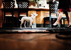 Urlaub mit Hund - Kaltschmid Hotels